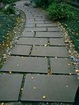 公园石板路 树 道路 砖头 路