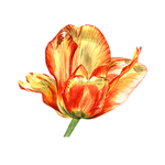 手绘花卉