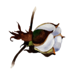 棉花壳