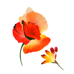 手绘花卉
