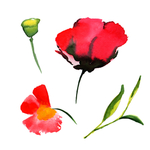 手绘花卉