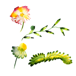 手绘花卉