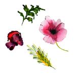 手绘花卉