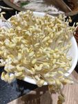 豆芽