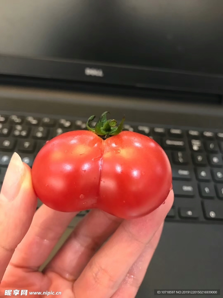 小西红柿