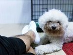 小狗