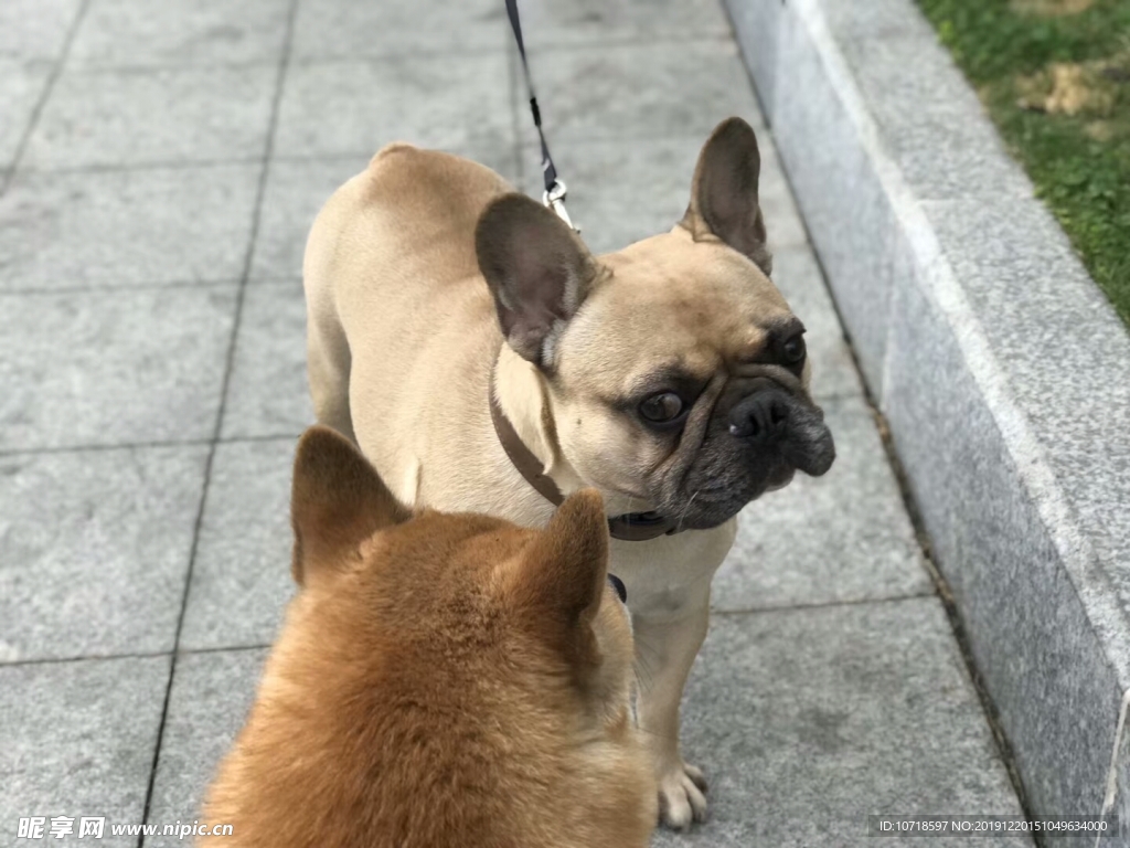 小狗