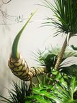 花草