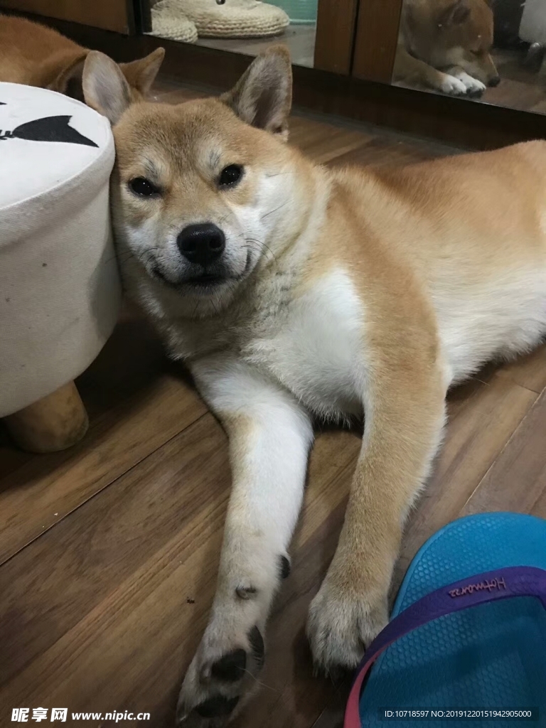小狗