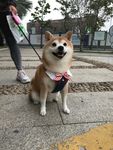 小狗