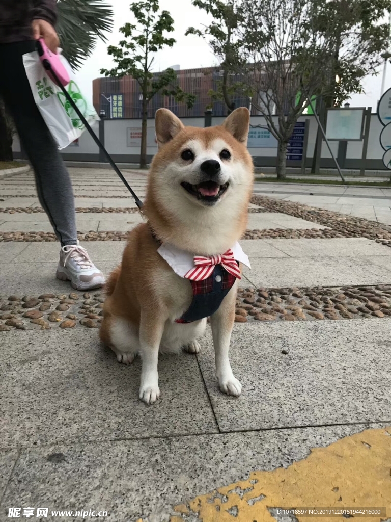 小狗