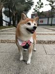小狗