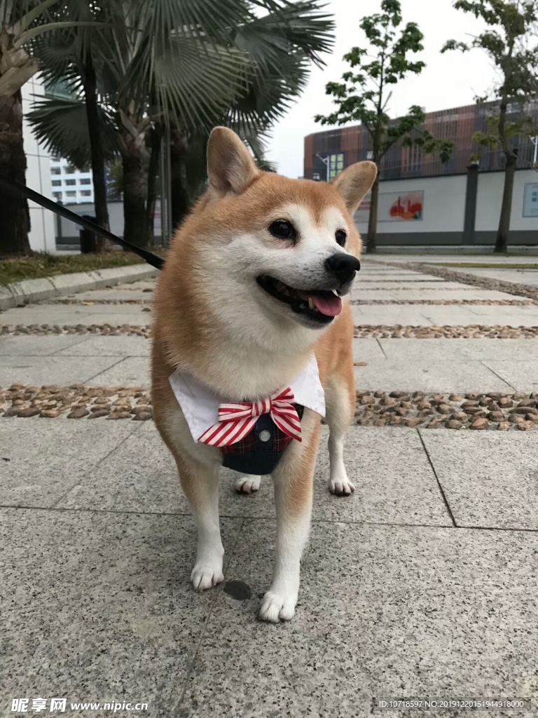 小狗