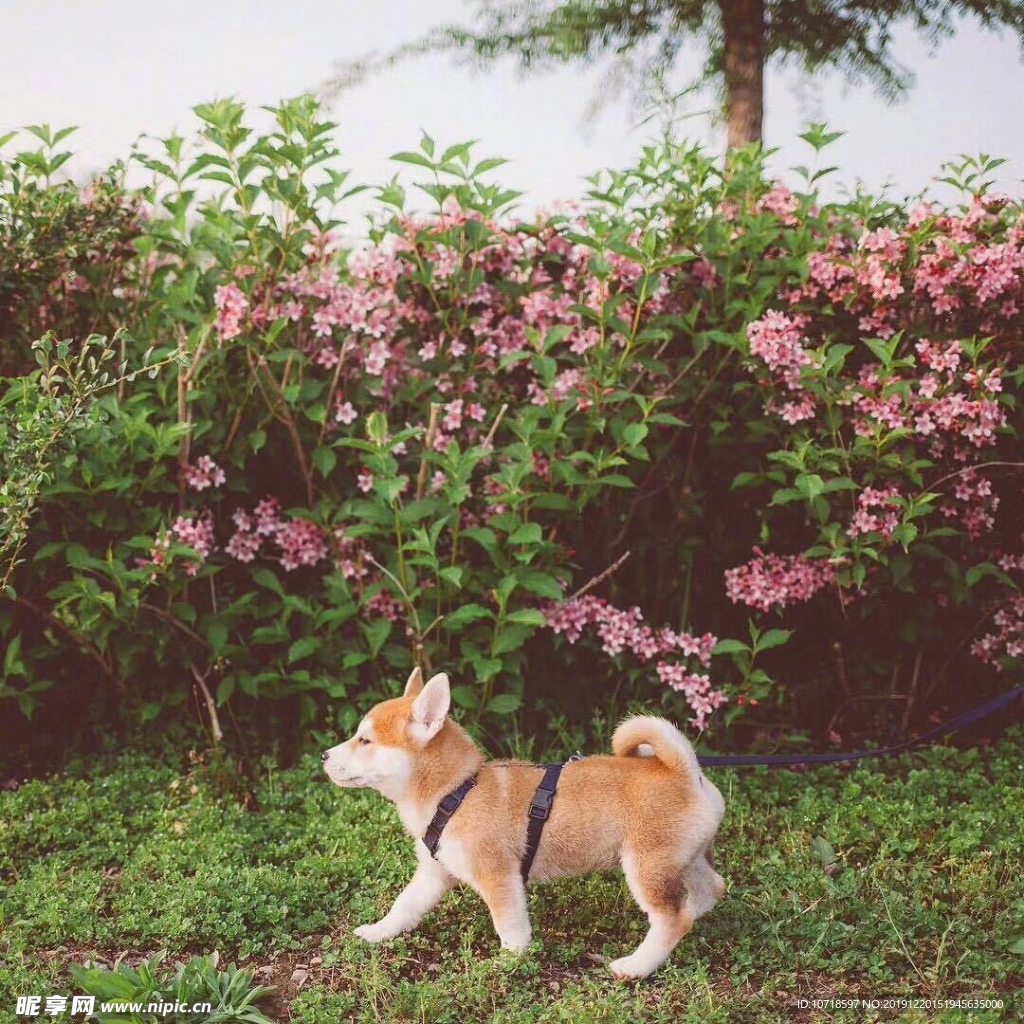 小狗