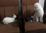 猫狗