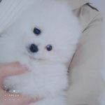 小狗
