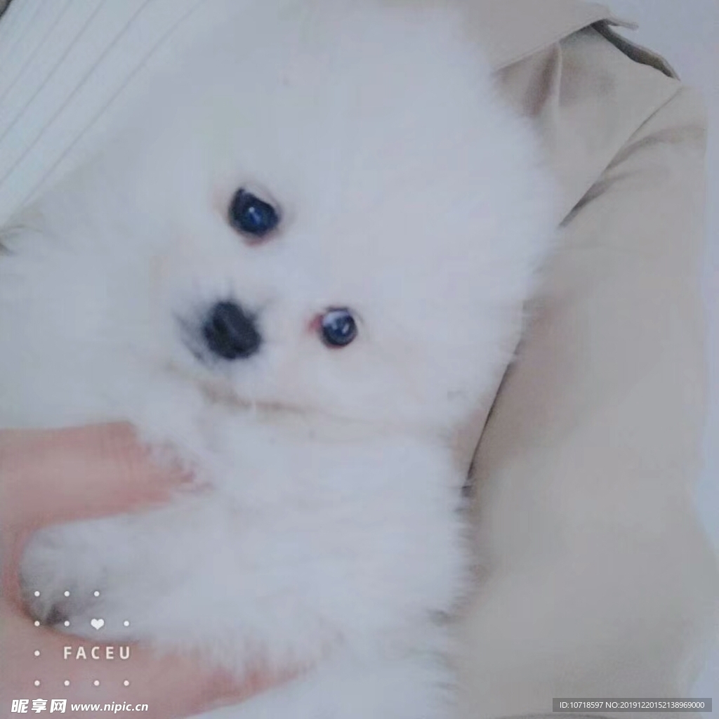 小狗