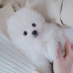 小狗