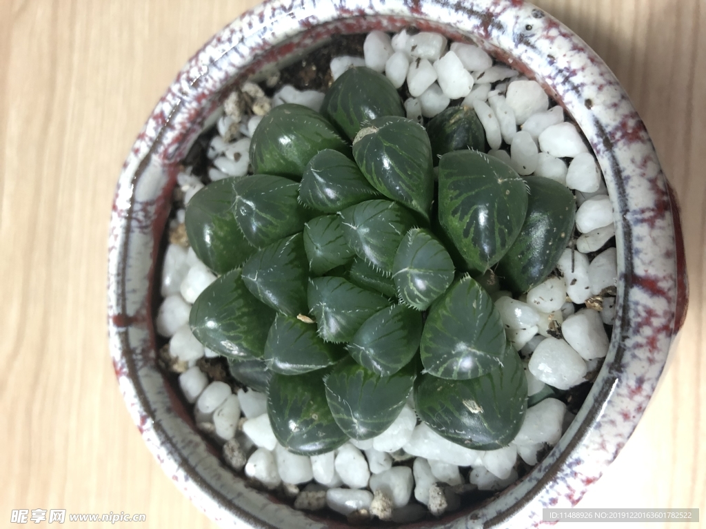 多肉