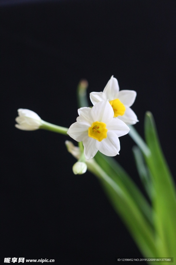 水仙花