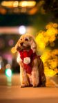 可卡犬