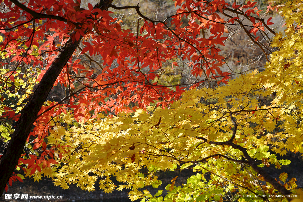 秋天山里的红叶与黄叶