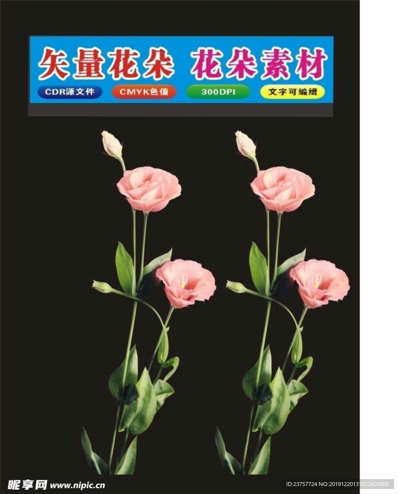 玫瑰花朵
