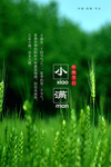 小满传统节日海报