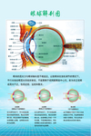 眼球解剖图
