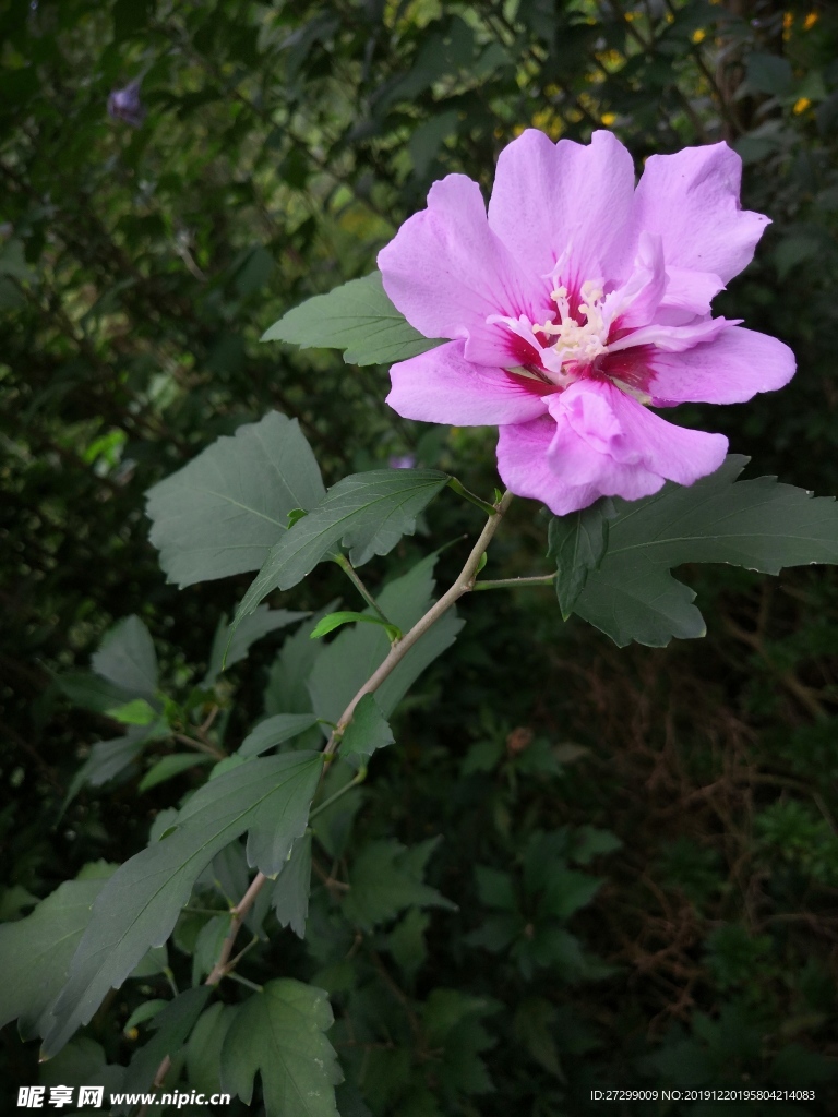 木槿花