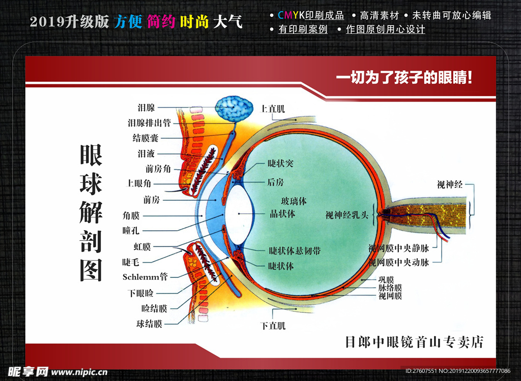 眼球解剖图