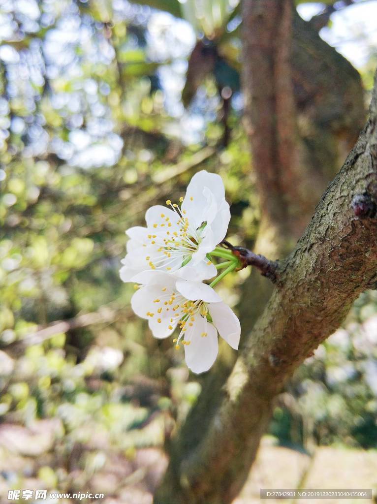 李子花 鲜花 花朵 花瓣 花枝