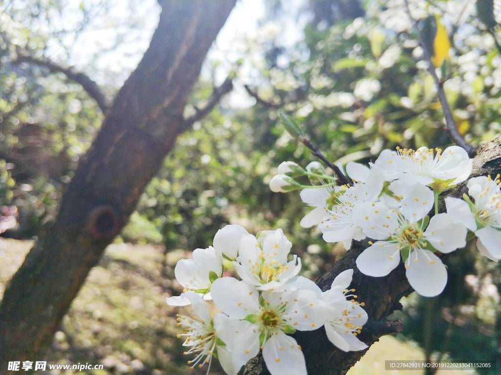 李子花 鲜花 花朵 花瓣 花枝