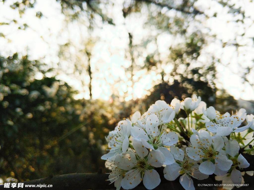 李子花 鲜花 花朵 花瓣 花枝