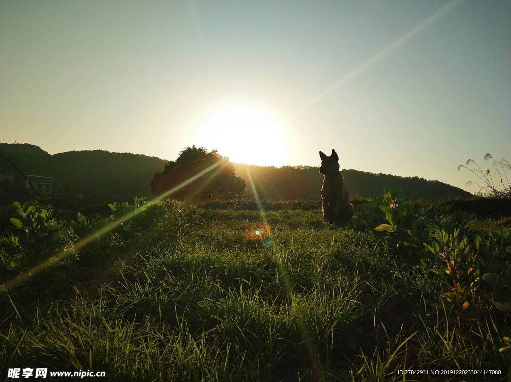 夕阳里的狗 夕晖 落日 狗的身