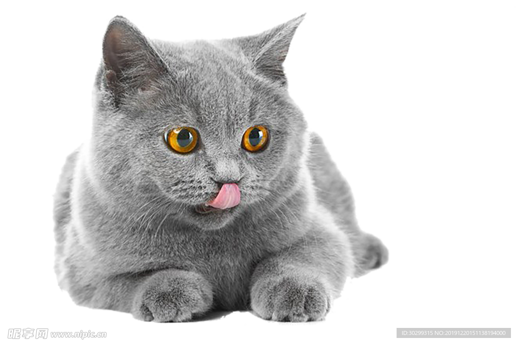 猫