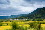 田野