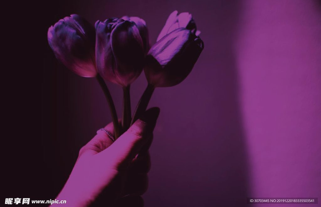 紫丁香花