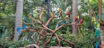 动物园 丛林 鸟 鸟类 飞鸟