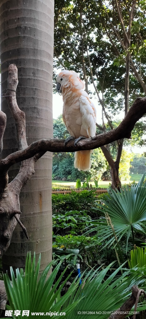 丛林 热带丛林 鹦鹉 鸟 鸟类