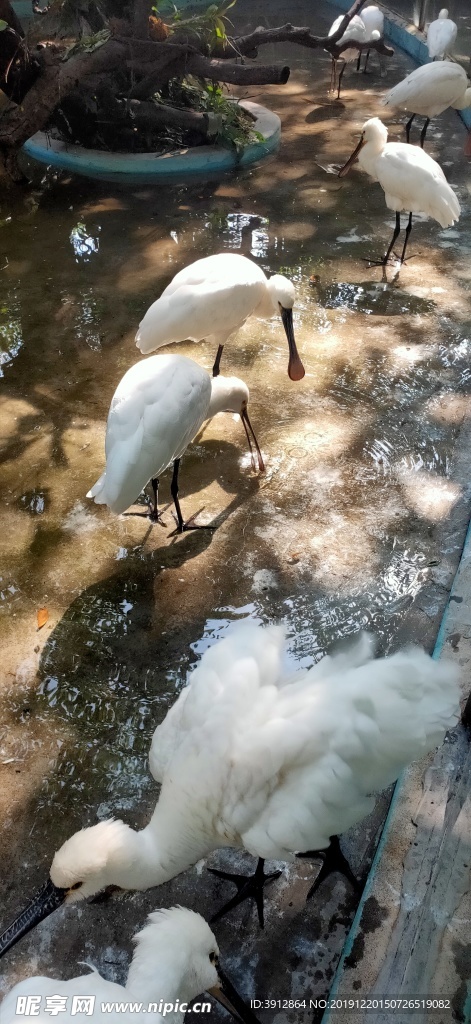 丛林 热带丛林 鹦鹉 鸟 鸟类