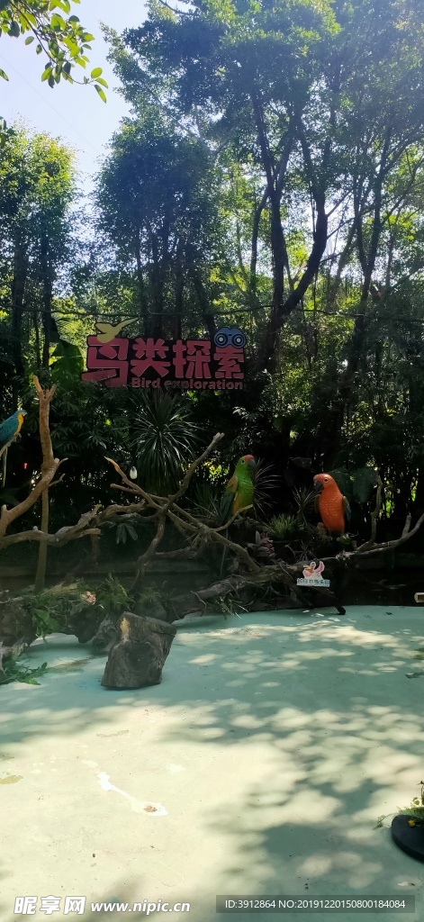 巨嘴鸟
