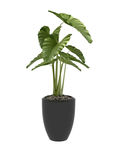 芭叶植物3d模型