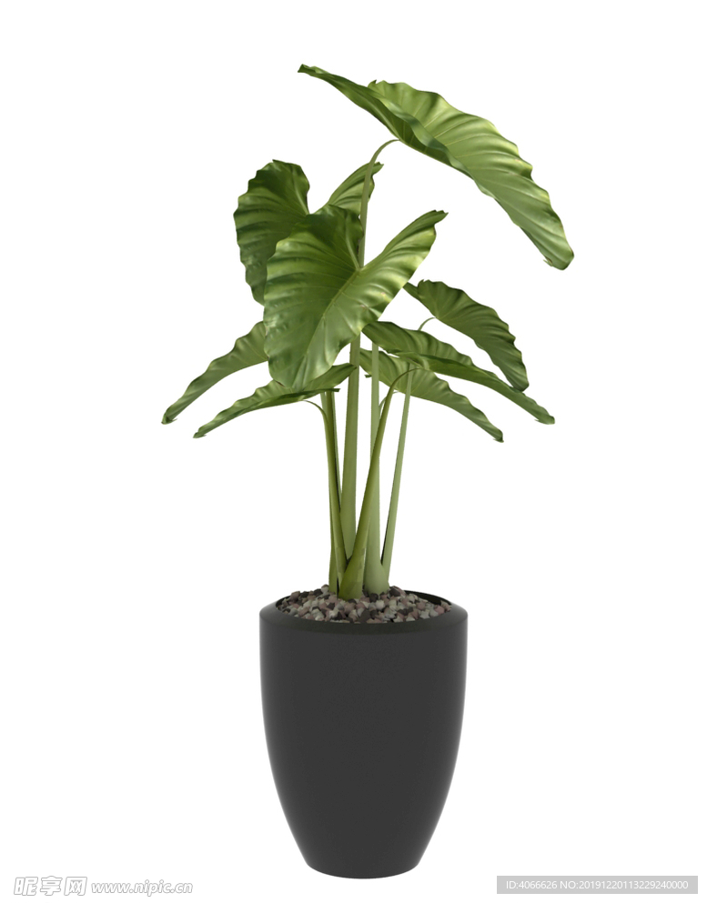 芭叶植物3d模型