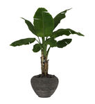 芭叶植物3d模型