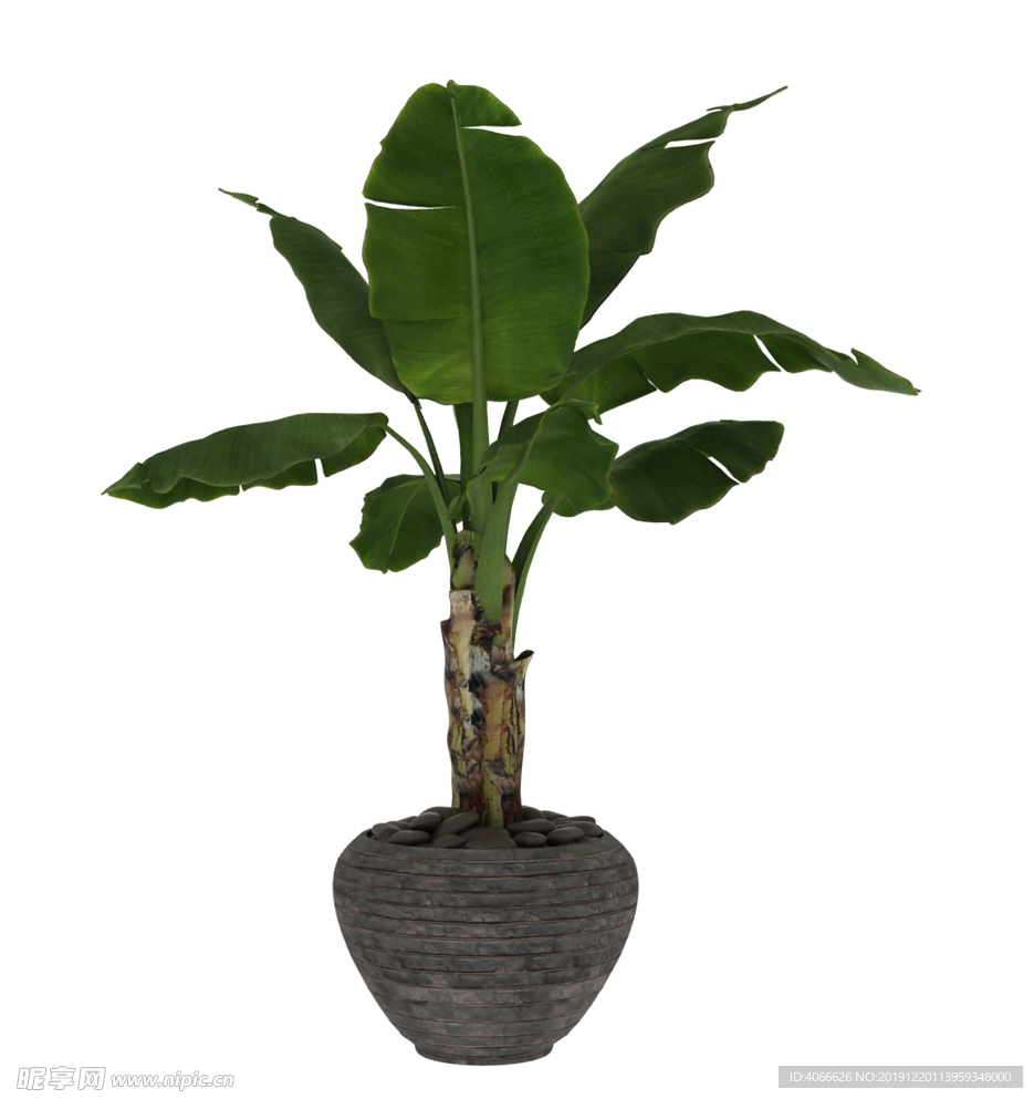 芭叶植物3d模型