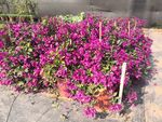 鲜花