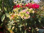 鲜花
