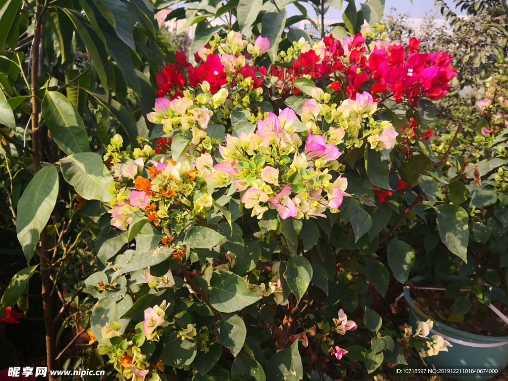 鲜花