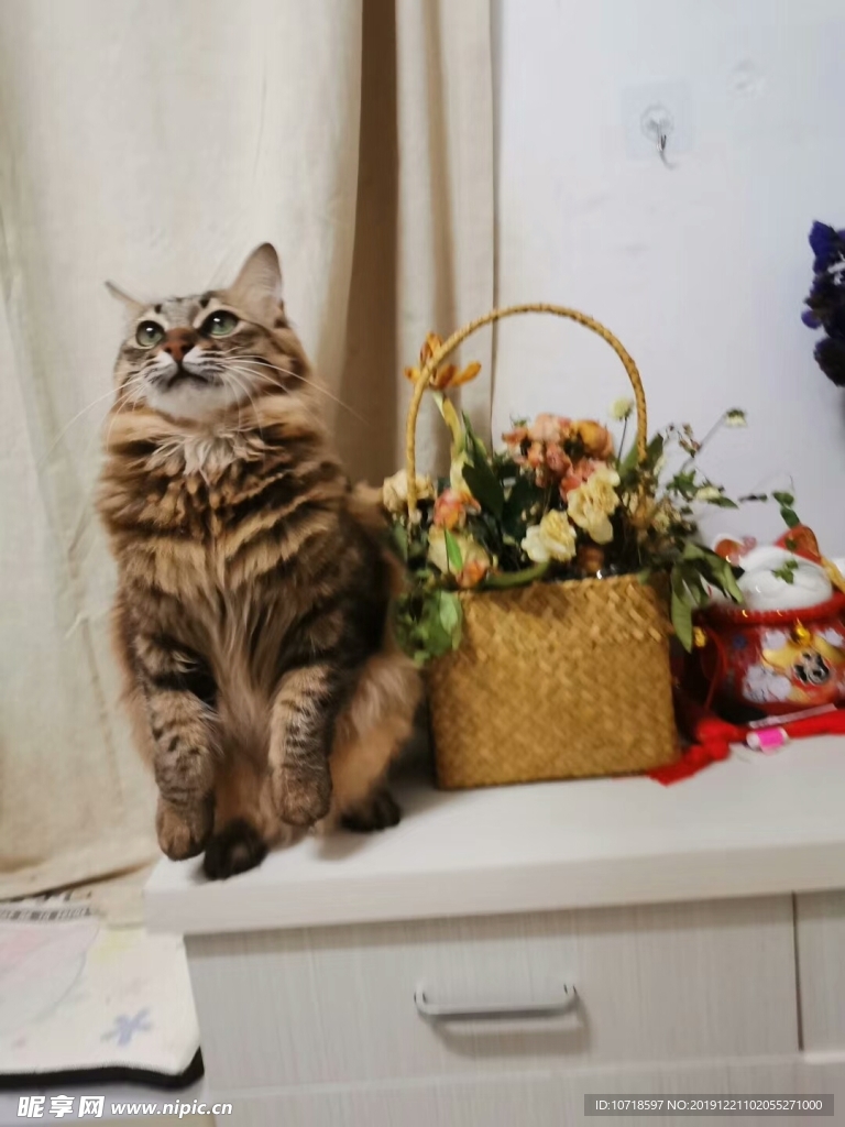 猫咪和鲜花